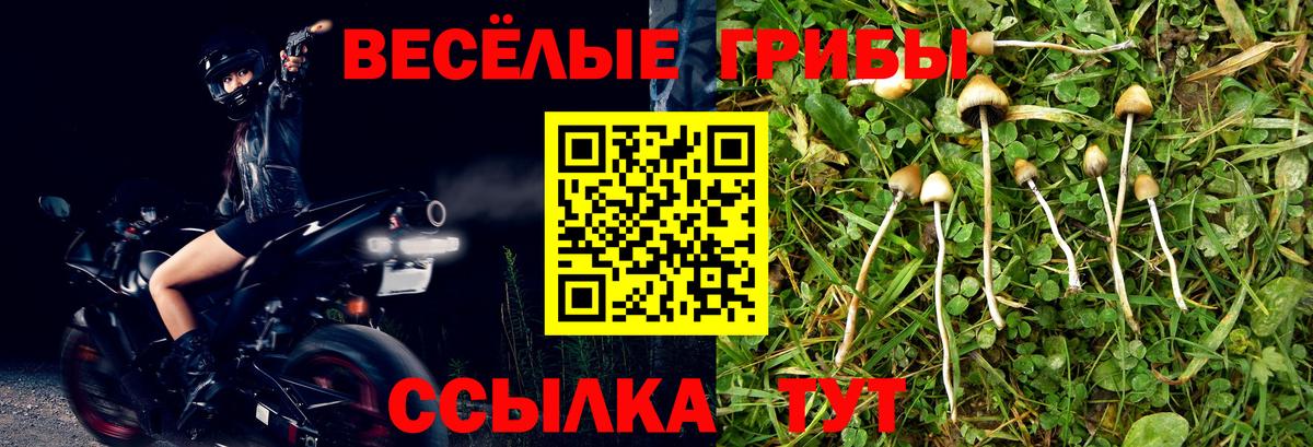 Галлюциногенные грибы Psilocybine cubensis  Псилоцибиновые грибы Psilocybe  Вход с VPN  Новокубанск 